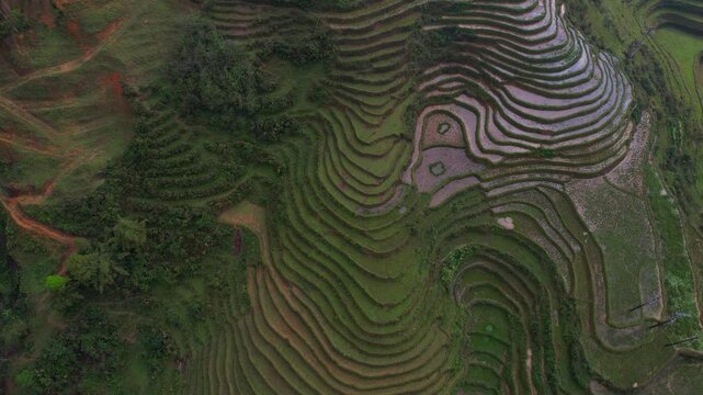 Cinematic aerial video of mesmerizing lush green rice terraces in Sapa, Vietnam with surrounding tall mountains covered in fog with sun shinning through