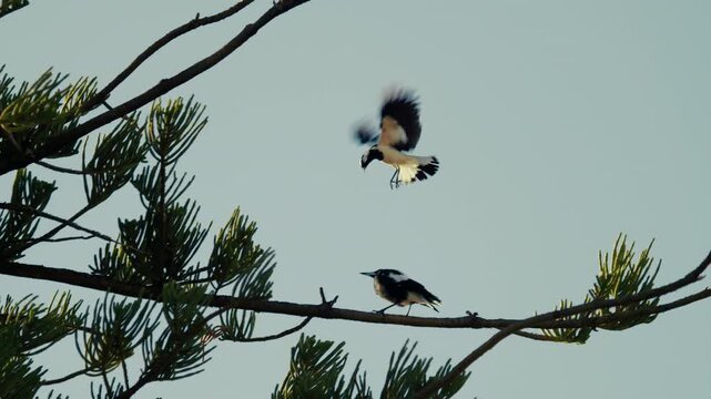 A Mudlark bird hovers in the air above another bird sitting on a branch and trying to attack.