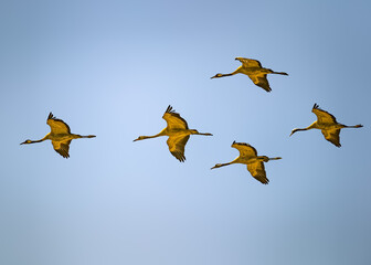 Fototapeta premium Common Cranes
