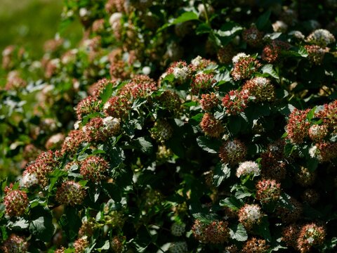 A lush ninebark shrub blooming with small white flower clusters and reddish seed heads among green leaves in a garden.