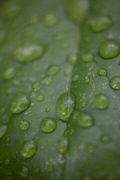Macro of rain droplets on green leaf in Finnish nature