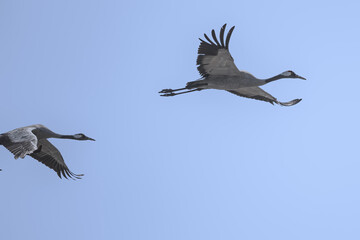 Fototapeta premium Common Cranes
