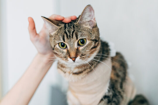 Cat in bandage receiving gentle care after surgery