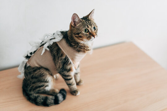 Cat wearing a recovery vest after surgery