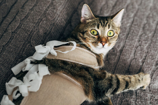 Cat recovering after surgery in a recovery suit