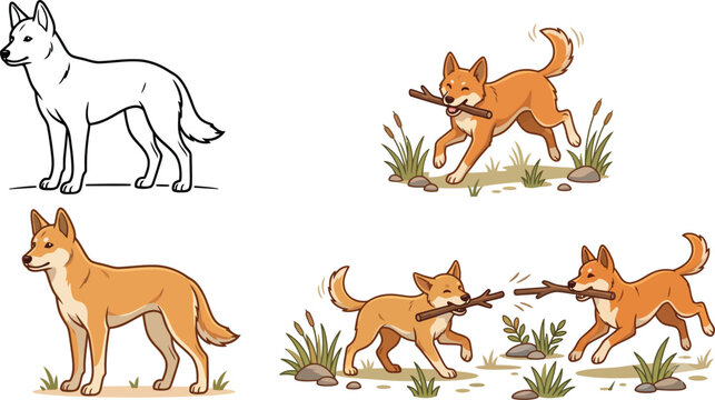 Vector illustration of a standing dingo dog with color and outline versions