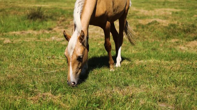Palomino horse grazing on green meadow. Animal eating grass in rural landscape on sunny day. Livestock farming and pasture scenery in nature outdoor environment.