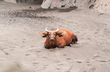 Fototapeta premium A solitary forest buffalo with curved horns rests calmly on sandy terrain near rocky walls in a zoo enclosure.