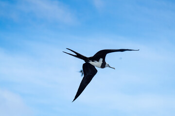 Obraz premium Ascension Island frigatebird (Fregata aquila) in flight, off the coast of Ascension Island, in the South Atlantic Ocean