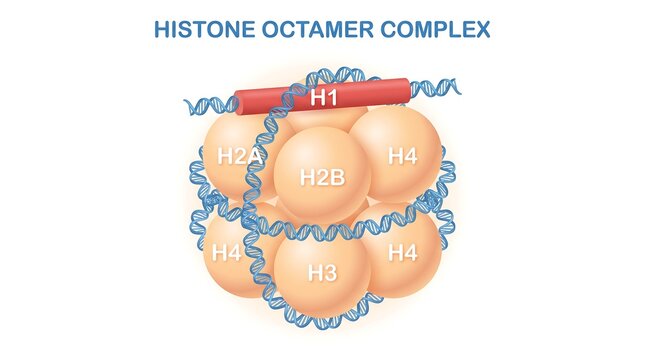 Histone octamer complex showing DNA wrapped around nucleosome core