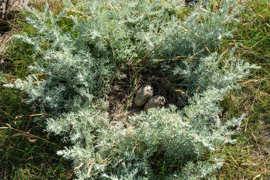 Shorebird nest with two eggs in salt marsh plant on Hallig Oland