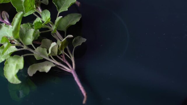 Tulsi Plant (Holy Basil)  Fresh Green Leaves, Medicinal Herb, Sacred Indian Plant, Ayurvedic Benefits, and Natural Garden Beauty