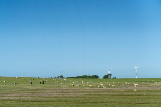 Sheep grazing on green dike pasture in Dagebuell near train track to Oland
