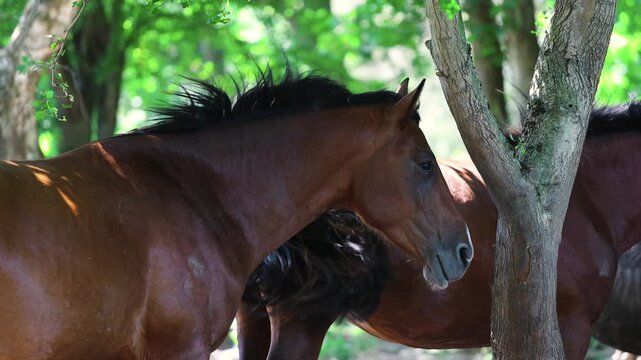Group of horses at pasture in summer. Herd of equines standing in forest shadows. Domestic animal in halter grazing on grass. Friendly pet looking at camera.