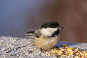 Obraz premium Close up of a Black-capped Chickadee