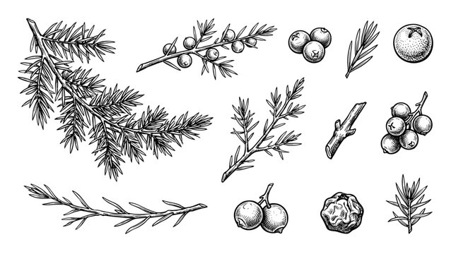Juniper branch and berry hand drawn sketch, black ink botanical illustration set, isolated on white background