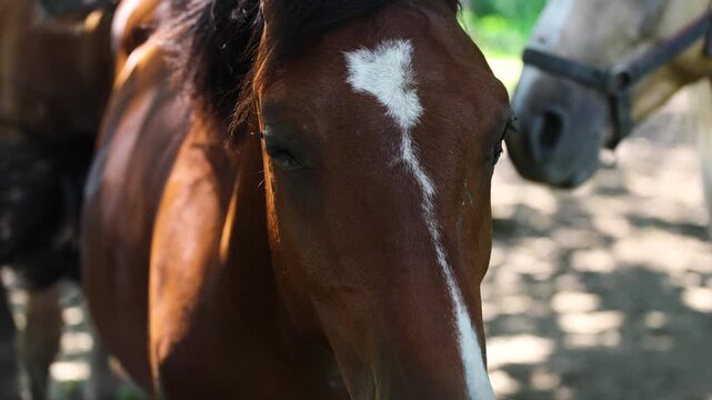 Group of horses at pasture in summer. Herd of equines standing in forest shadows. Domestic animal in halter grazing on grass. Friendly pet looking at camera.