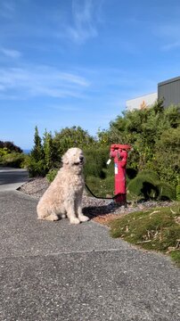Vertical shot of a dog is waiting by a red fire hydrant on a path in a park with trees and blue sky above.