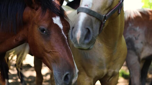 Group of horses at pasture in summer. Herd of equines standing in forest shadows. Domestic animal in halter grazing on grass. Friendly pet looking at camera.
