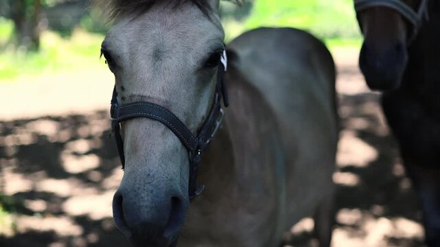 Group of horses at pasture in summer. Herd of equines standing in forest shadows. Domestic animal in halter grazing on grass. Friendly pet looking at camera.