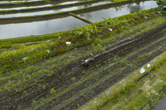 Aerial view of a farmer using a walk-behind tractor to plow a muddy rice field, surrounded by lush green vegetation and water-filled irrigation terraces in Bali, Indonesia.