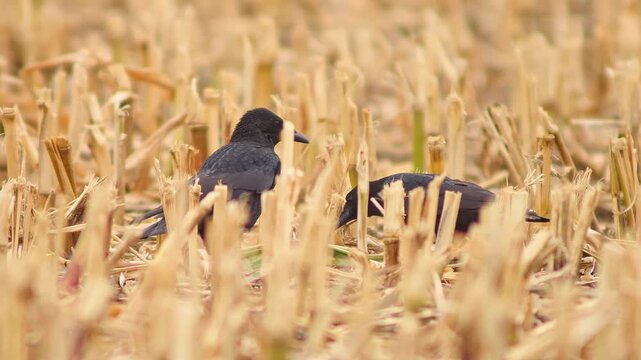 Common Raven Searching for Food in Harvested Field at Summer Evening Light | 4K Wildlife