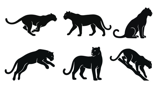 Six leopards in various poses in silhouette against white background
