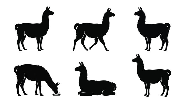 Six llamas in various poses silhouetted against white background
