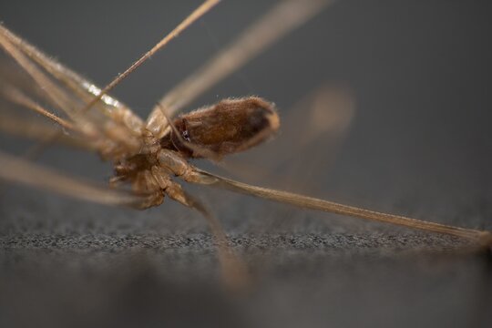 Macro shot of a long-legged spider or harvestman on dark surface

Description
A highly detailed macro photograph capturing a small, brown arachnid, likely a cell spider or harvestman (Pholcus phalangi