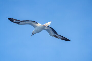 Fototapeta premium Red-footed booby (Sula sula) in flight, off the coast of Ascension Island, in the South Atlantic Ocean