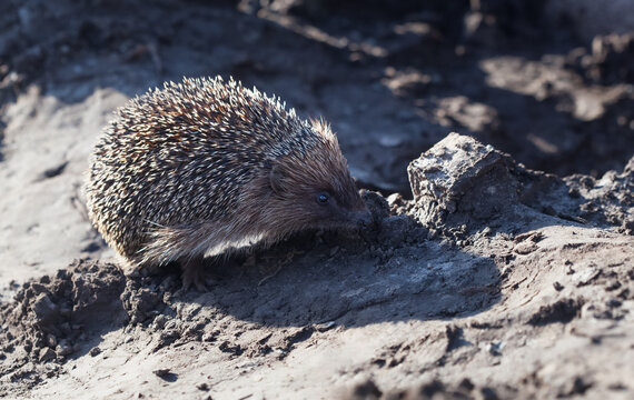 Funny adult hedgehog in the garden close-up.