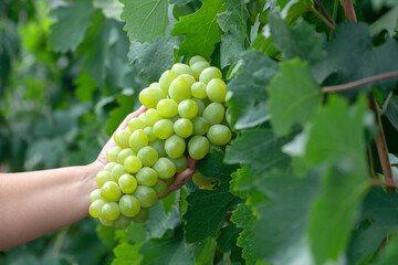 Fototapeta premium A large bunch of green grapes in a girl's hand. Caring for grape bushes. Pinching and pruning grapes.