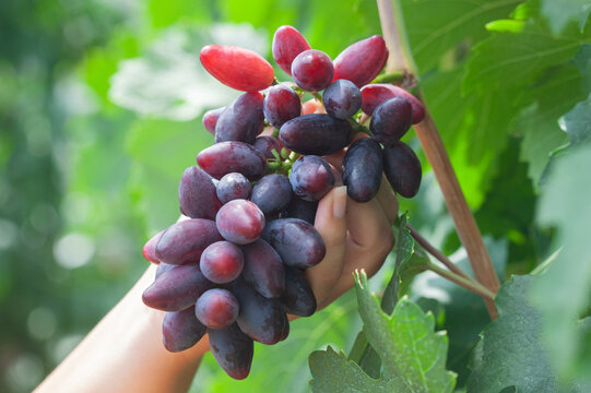 A large bunch of blue grapes in a girl's hand. Caring for grape bushes. Pinching and pruning grapes.