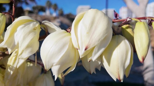 Close-up detail of white yucca flowers blooming with soft petals against blurred blue sky.