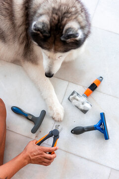 Grooming husky at home with brush tools and nail clipper