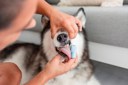Brushing husky teeth at home for canine oral hygiene