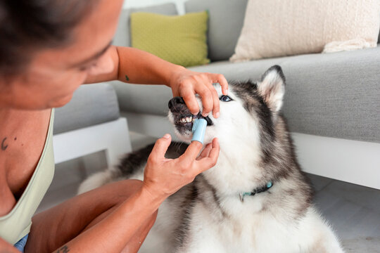 Daily dog care routine brushing teeth of a husky at home