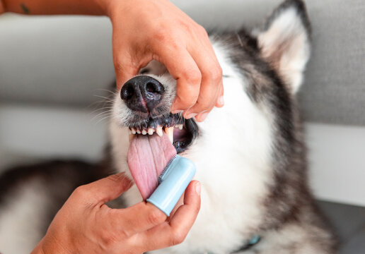 Brushing husky teeth with finger brush at home pet care