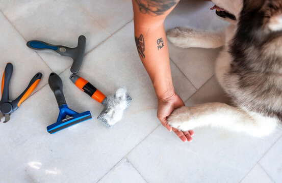 Pet grooming tools on floor with owner holding dog paw