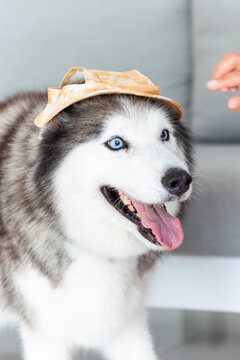Siberian husky wearing a cap indoors with happy expression
