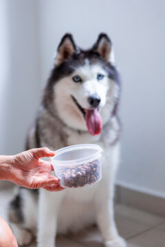 Husky waiting for measured portion of dry dog food