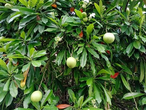 
Cerbera Manghas Tree with Green Fruits and Toxic Seeds for Botanical Research

