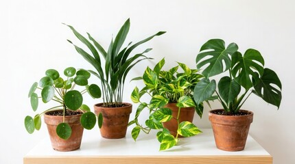Fototapeta premium fresh herbs in a pot