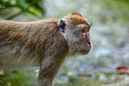 Long-tailed macaque portrait in Thailand forest habitat
