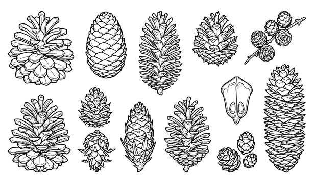 Pine Cone and Conifer Seed Collection Hand Drawn Forest Botanical Illustration Vector Set