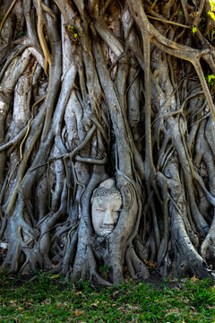 Ancient Buddha head entwined in tree roots, Koh-Tao