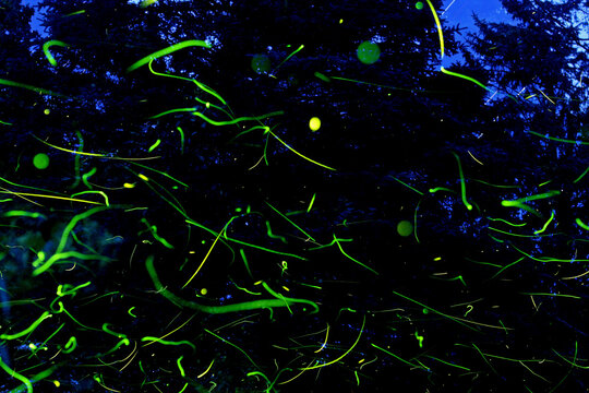 Fireflies in the night composite. Green trails and dots insect beetle bioluminescence with a dark evergreen and bits of sky.
