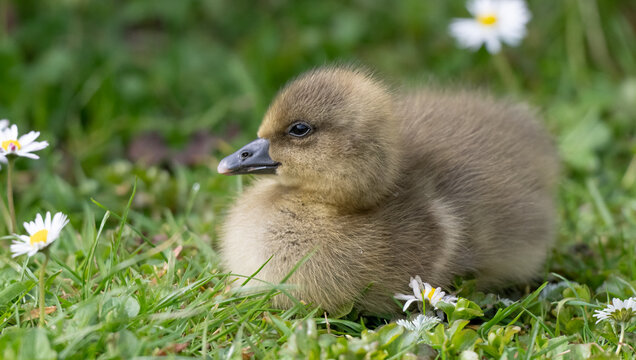 Fluffy gosling resting on grass among spring daisies