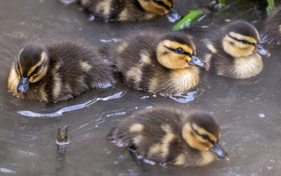 Young ducklings swimming together in calm pond water