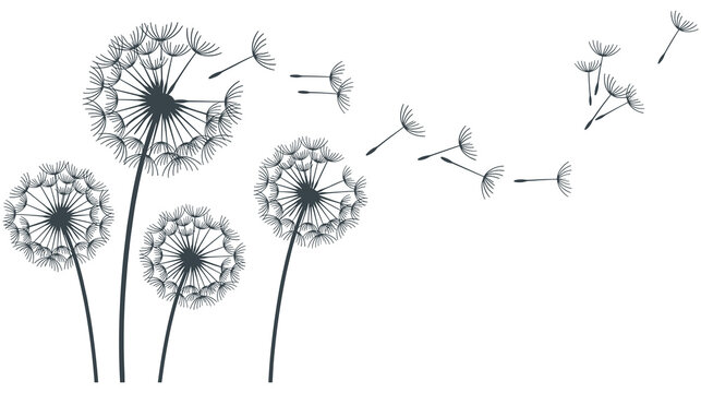 Dandelion flower clock with seeds flying in wind vector botanical sketch.